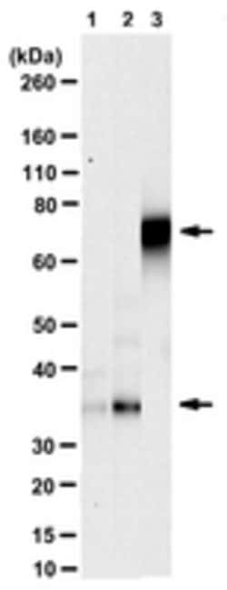 Phospho-Lamin A/C (Ser390) Rabbit anti-Human, Polyclonal, MilliporeSigma:Antibodies:Primary